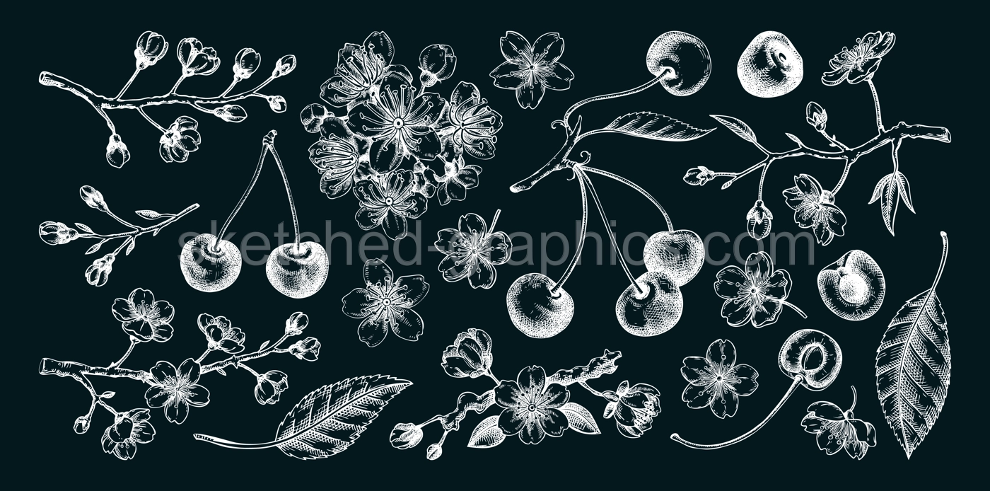 Cherry hand-drawn vector illustration set, sakura flowers chalk drawings. NOT AI generated Illustration